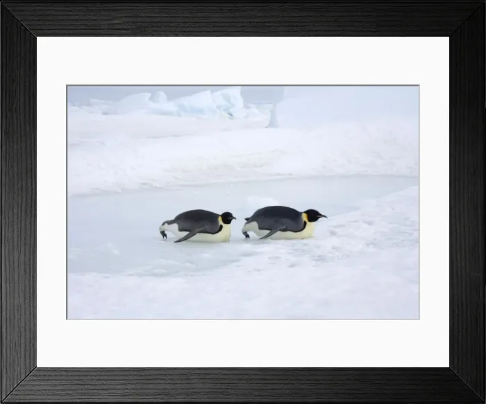 Framed Print : Emperor Penquin - Tobogganing on ice and snow faster than walking - October - Snow Hill Island Antarctica Framed Print : Emperor Penquin - Tobogganing on ice and snow faster than walking - October - Snow Hill Island Antarctica