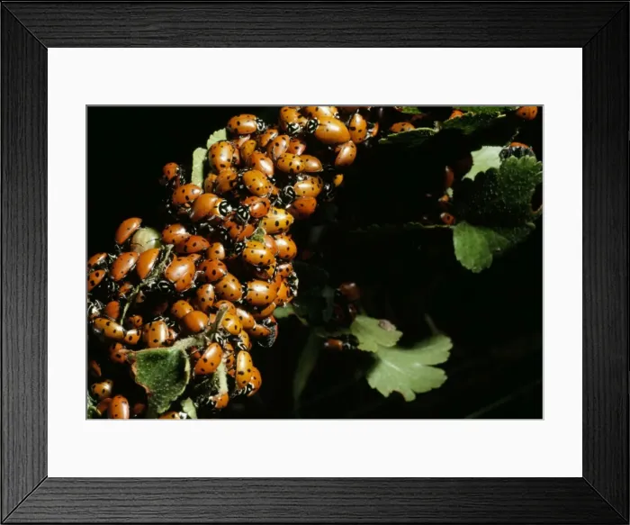 Framed Print : Convergent Ladybug Beetles - July mating swarm. Colorado, USA Framed Print : Convergent Ladybug Beetles - July mating swarm. Colorado, USA