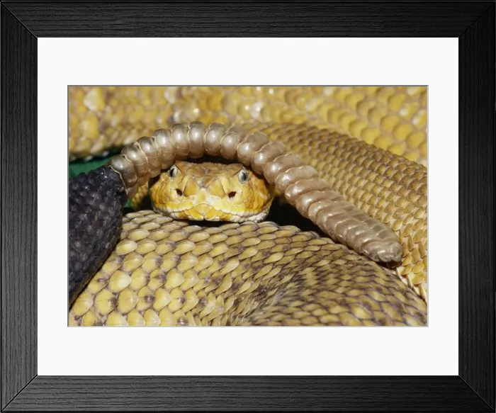 Framed Print : Mexican West Coast Diamondback Rattlesnake North Mexico & South California Framed Print : Mexican West Coast Diamondback Rattlesnake North Mexico & South California