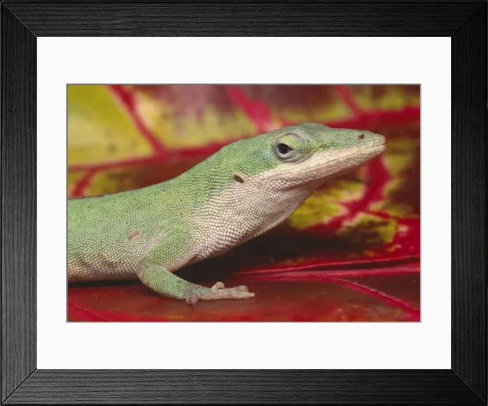 Framed Print : Green Anole - on red leaves South East USA Framed Print : Green Anole - on red leaves South East USA