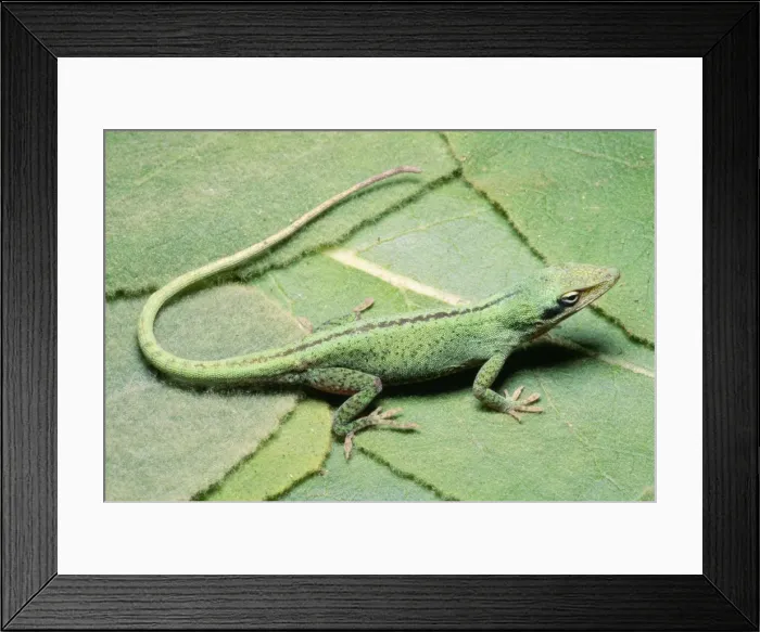 Framed Print : Green Anole South East USA Framed Print : Green Anole South East USA