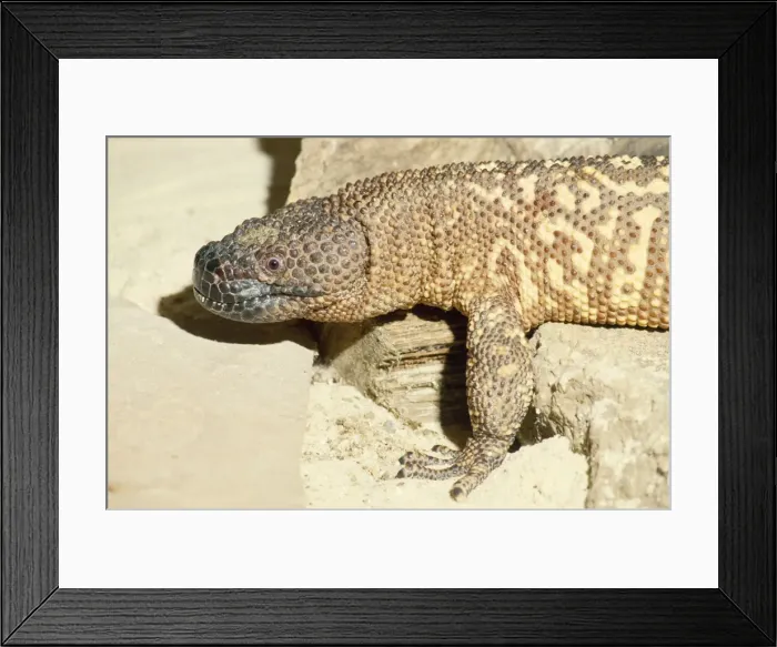 Framed Print : Mexican Beaded Lizard - venemous Framed Print : Mexican Beaded Lizard - venemous