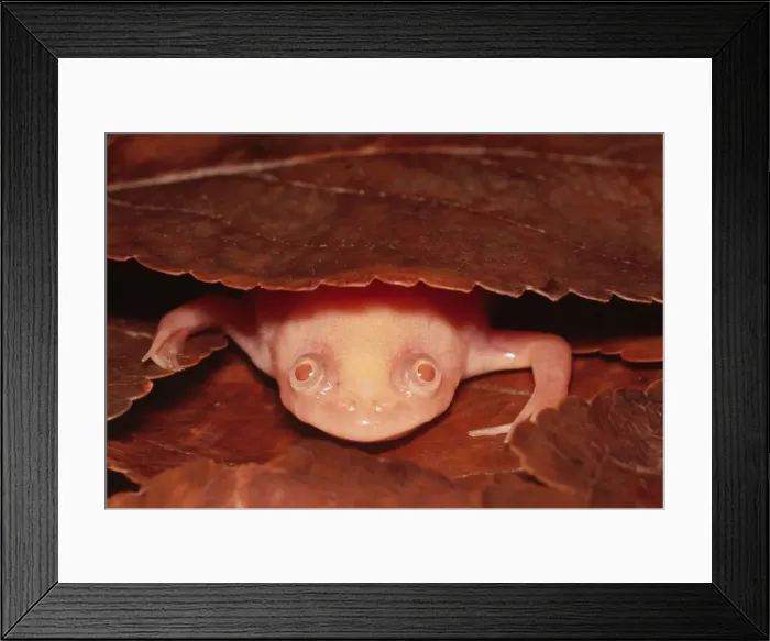 Framed Print : Albino African Clawed Frog South Africa Framed Print : Albino African Clawed Frog South Africa