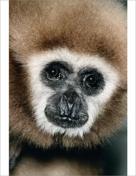 White-handed Gibbon Malay Peninsula