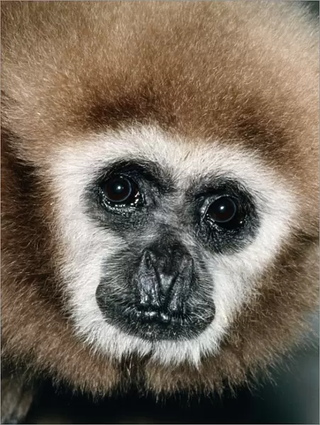 White-handed Gibbon Malay Peninsula