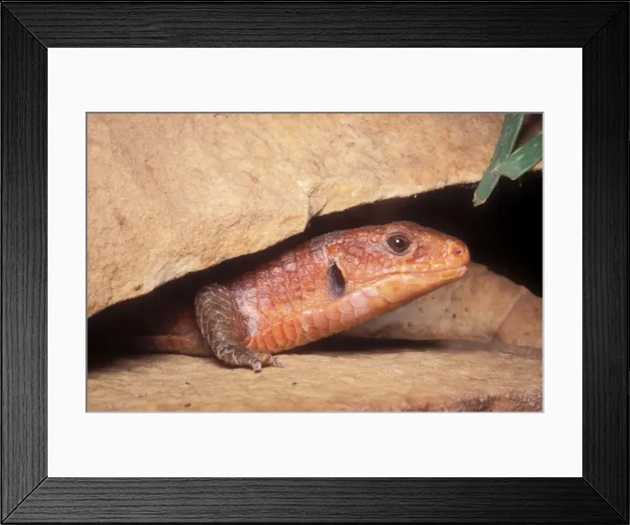 Framed Print : Round-nosed Plated Lizard Africa Framed Print : Round-nosed Plated Lizard Africa