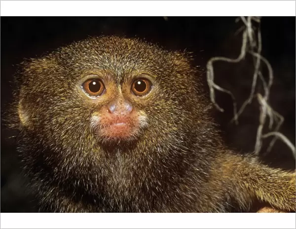 Pygmy Marmoset - worlds smallest Monkey South America
