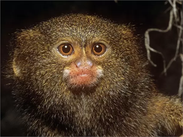 Pygmy Marmoset - worlds smallest Monkey South America