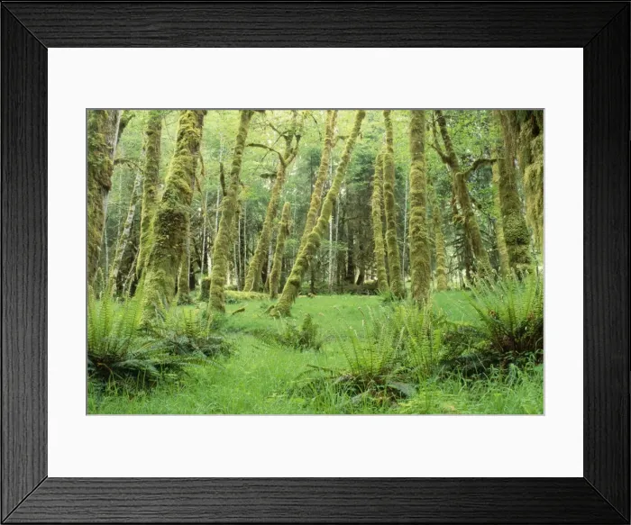 Framed Print : USA - rainforest succession growth of cottonwoods & alders. Hoh rainforest, Olympic National Park, Weshington, USA Framed Print : USA - rainforest succession growth of cottonwoods & alders. Hoh rainforest, Olympic National Park, Weshington, USA