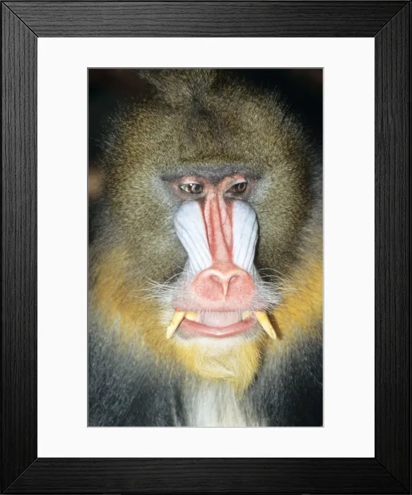 Framed Print : Mandrill Baboon Male. Rainforest, South Cameroon, Gabon, Congo. Africa Framed Print : Mandrill Baboon Male. Rainforest, South Cameroon, Gabon, Congo. Africa