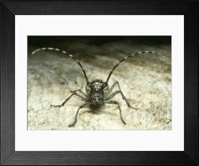 Framed Print : Long-horned Beetle. Central Colorado, USA. Fam: Cerambycidae. Wild Framed Print : Long-horned Beetle. Central Colorado, USA. Fam: Cerambycidae. Wild
