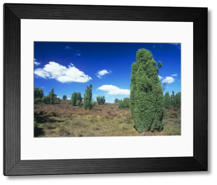 Framed Print : Junipers - in heathen Lower Saxony, Niedersachsen, Germany Framed Print : Junipers - in heathen Lower Saxony, Niedersachsen, Germany