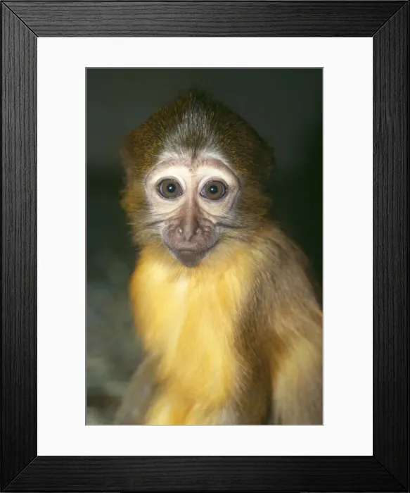 Framed Print : Agile Mangabey Monkey Framed Print : Agile Mangabey Monkey