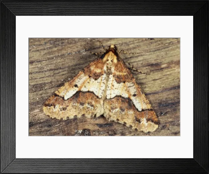 Framed Print : Mottled Umber Moth Germany Framed Print : Mottled Umber Moth Germany