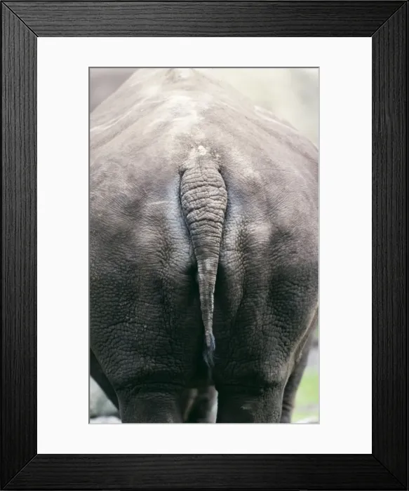 Framed Print : Rhino - Backside Framed Print : Rhino - Backside