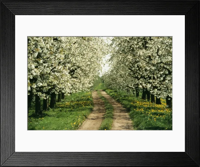 Framed Print : Cherry Blossom With Dandelions & track Framed Print : Cherry Blossom With Dandelions & track