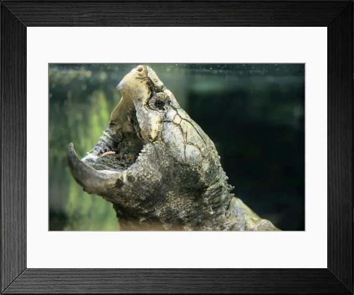 Framed Print : Alligator Snapping Turtle North America Framed Print : Alligator Snapping Turtle North America