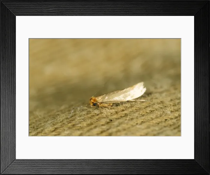 Framed Print : Common / Webbing Clothes Moth Framed Print : Common / Webbing Clothes Moth