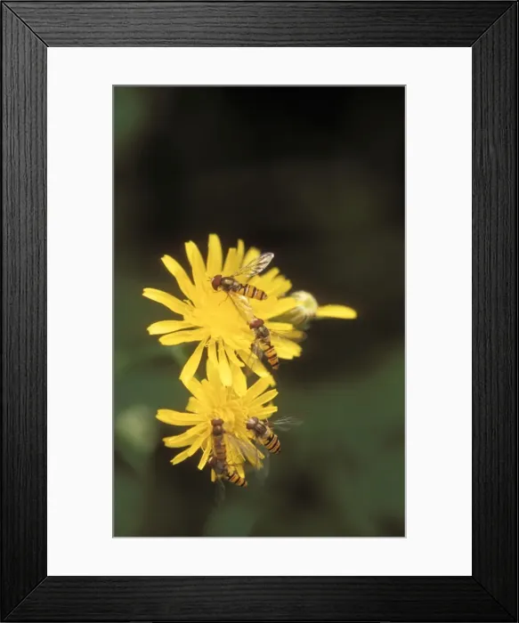 Framed Print : Hoverfly On yellow flowers Framed Print : Hoverfly On yellow flowers