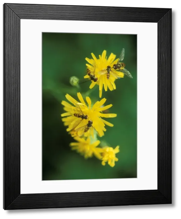 Framed Print : Hoverflies On yellow flowers Framed Print : Hoverflies On yellow flowers