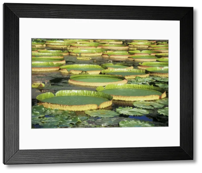 Framed Print : Amazon Water Lilies (2 species - Victoria regia, Victoria cruziana) Brasil, Argentina Framed Print : Amazon Water Lilies (2 species - Victoria regia, Victoria cruziana) Brasil, Argentina