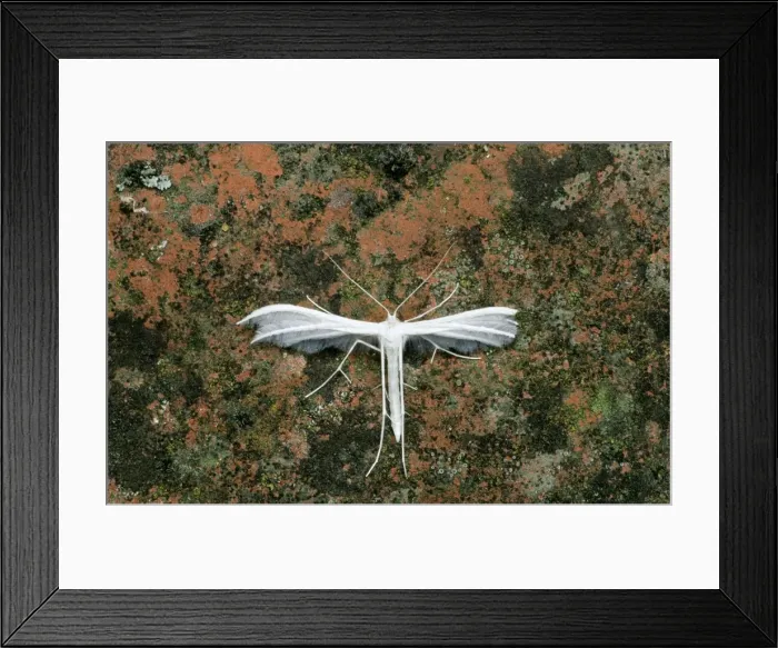Framed Print : White Plume Moth Southern Essex, UK Framed Print : White Plume Moth Southern Essex, UK