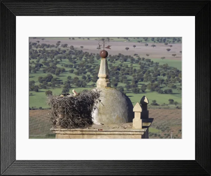 Framed Print : White Stork - Nesting on Church Bell Tower. Extramadura, Spain BI002891