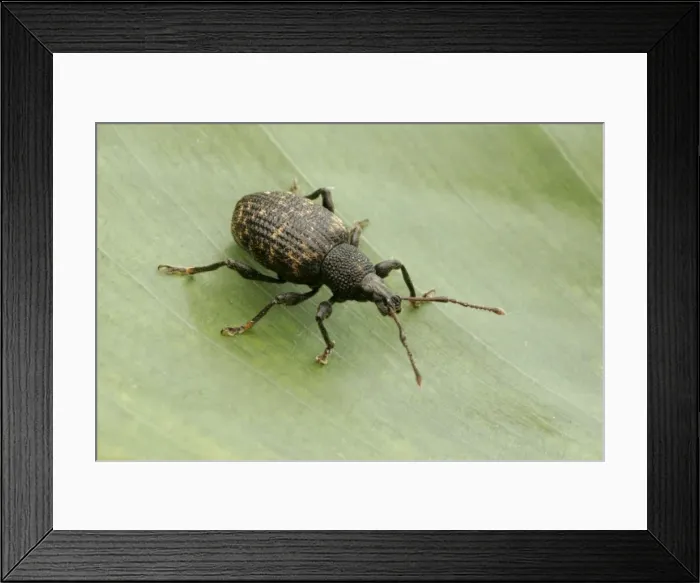 Framed Print : Vine Weevil, Pest of cultivated plants. Essex, UK IN000033 Framed Print : Vine Weevil, Pest of cultivated plants. Essex, UK IN000033