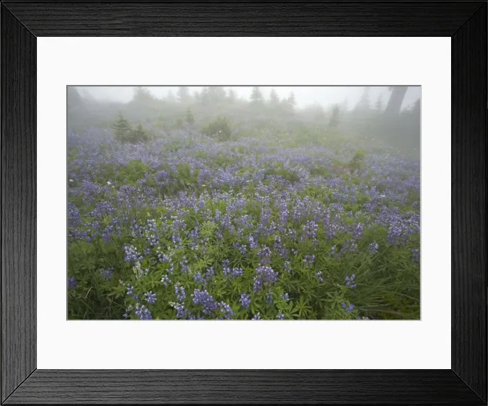 Framed Print : Broadleaf Lupine in Subalpine Meadow. Early morning mist Paradise Mount Rainier National Park Washington State, USA PL000513