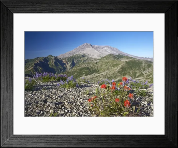 Framed Print : Scarlet Paintbrush - Growing in the ash from the 1980 eruption with Mount St Helens in the background. Photographed 23 / 8 / 05 Windy Ridge, Mount St Helens National Monument Washington State, USA LA001140