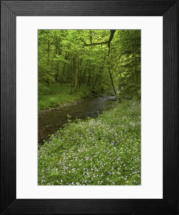 Framed Print : Devon, UK - Dartmoor National Park - Pink Purslane growing by River Lyd Lydford Gorge LA000246 Framed Print : Devon, UK - Dartmoor National Park - Pink Purslane growing by River Lyd Lydford Gorge LA000246