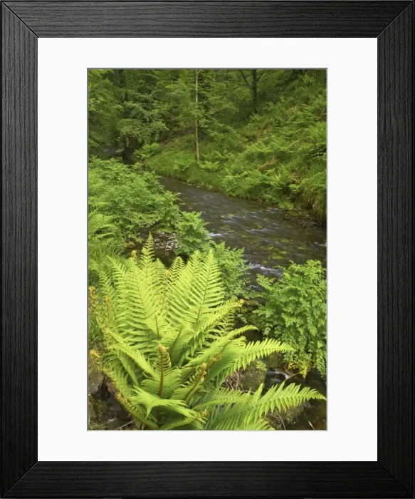 Framed Print : River Lyd Lydford Gorge Dartmoor National Park Devon, UK LA000265 Framed Print : River Lyd Lydford Gorge Dartmoor National Park Devon, UK LA000265