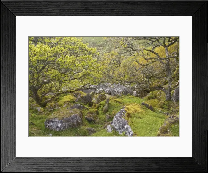 Framed Print : Wistmans Wood showing old Oaks and moss covered rocky understory Dartmoor National Park Devon, UK LA000213 Framed Print : Wistmans Wood showing old Oaks and moss covered rocky understory Dartmoor National Park Devon, UK LA000213
