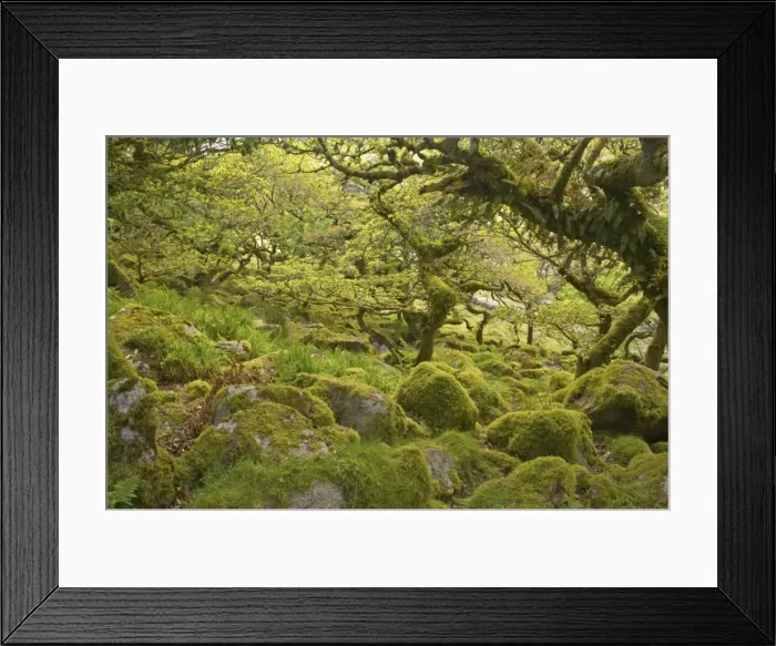 Framed Print : Wistmans Wood showing old Oaks and moss covered rocky understory Dartmoor National Park Devon, UK LA000209 Framed Print : Wistmans Wood showing old Oaks and moss covered rocky understory Dartmoor National Park Devon, UK LA000209