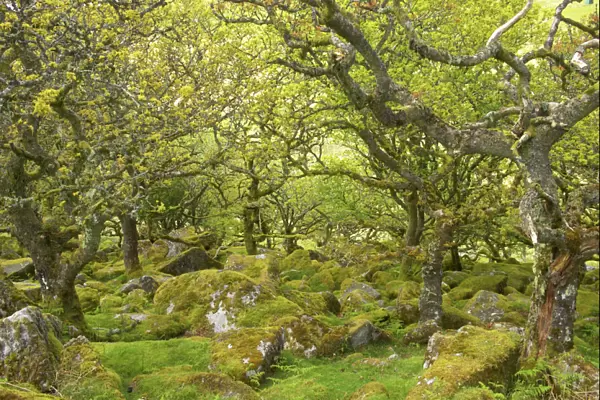Wistmans Wood showing old Oaks and moss covered rocky understory Dartmoor National Park Devon, UK LA000171