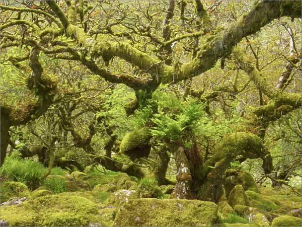 Wistmans Wood showing old Oaks and moss covered rocky understory Dartmoor National Park Devon, UK LA000184