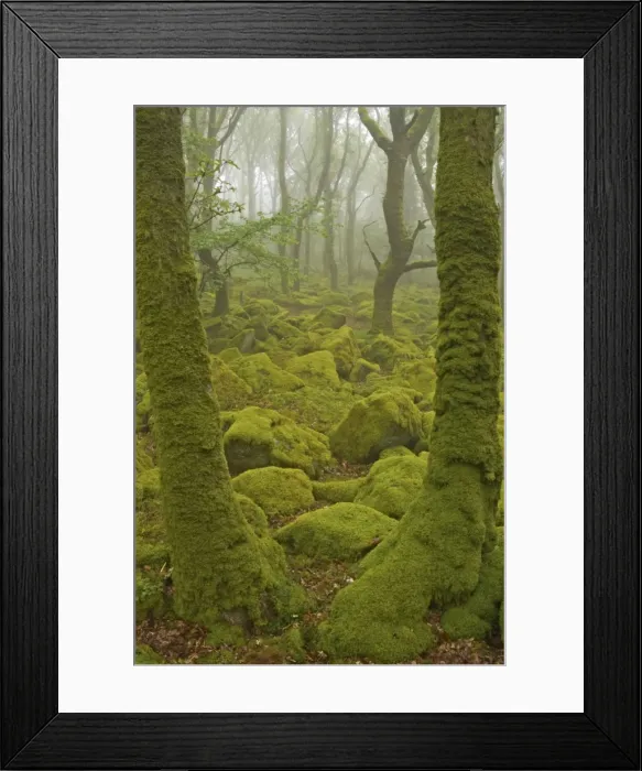 Framed Print : Oak Woodland and Moss Covered Boulders Barrator Resevoir, Dartmoor National Park, Devon, UK LA000335 Framed Print : Oak Woodland and Moss Covered Boulders Barrator Resevoir, Dartmoor National Park, Devon, UK LA000335