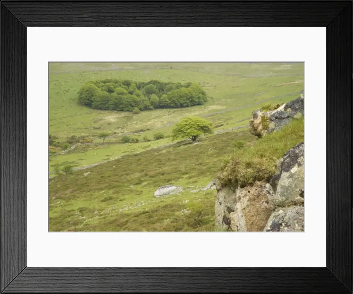 Framed Print : South Common Plantation (Roundwood) from Bagga Tor Dartmoor National Park, Devon, UK LA000291 Framed Print : South Common Plantation (Roundwood) from Bagga Tor Dartmoor National Park, Devon, UK LA000291