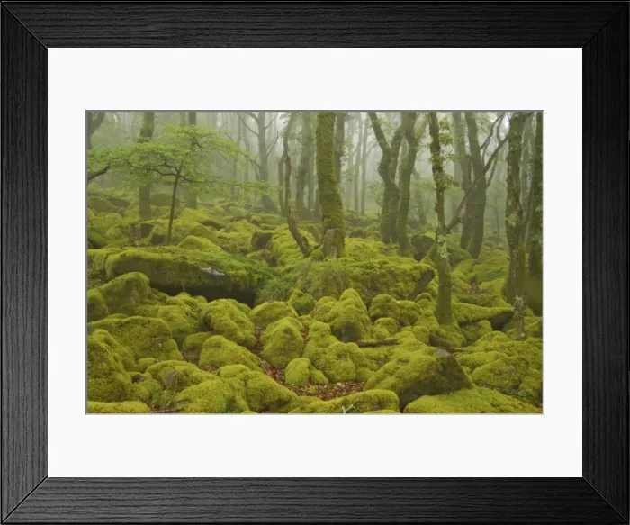Framed Print : Oak Woodland and Moss Covered Boulders Barrator Resevoir, Dartmoor National Park, Devon, UK LA000339