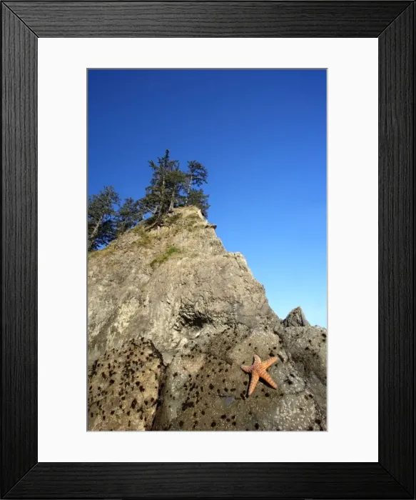 Framed Print : Offsore Sea Stacks and Tidepools with Ochre Sea Stars Second Beach Olympic National Park, Washington State USA LA001588 Framed Print : Offsore Sea Stacks and Tidepools with Ochre Sea Stars Second Beach Olympic National Park, Washington State USA LA001588