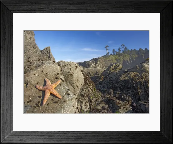 Framed Print : Offsore Sea Stacks and Tidepools with Ochre Sea Stars, Second Beach Olympic National Park, Washington State USA LA001591 Framed Print : Offsore Sea Stacks and Tidepools with Ochre Sea Stars, Second Beach Olympic National Park, Washington State USA LA001591