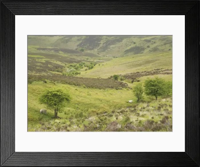 Framed Print : Open High Moorland Exmoor National Park, Somerset, UK LA000395 Framed Print : Open High Moorland Exmoor National Park, Somerset, UK LA000395