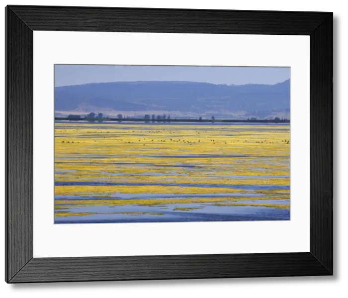Framed Print : Algae Growth on Lake Klamath NWR, , California, USA LA000815 Framed Print : Algae Growth on Lake Klamath NWR, , California, USA LA000815