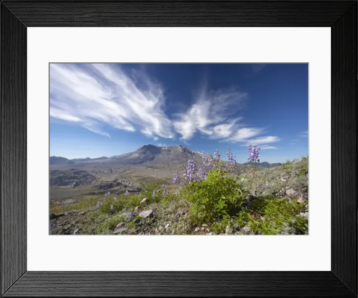 Framed Print : Broadleaf Lupine (Lupinis latifolius) growing in the ash from the 1980 eruption with Mount St Helens in the background Mount St Helens National Monument Washington State, USA LA001125 Framed Print : Broadleaf Lupine (Lupinis latifolius) growing in the ash from the 1980 eruption with Mount St Helens in the background Mount St Helens National Monument Washington State, USA LA001125