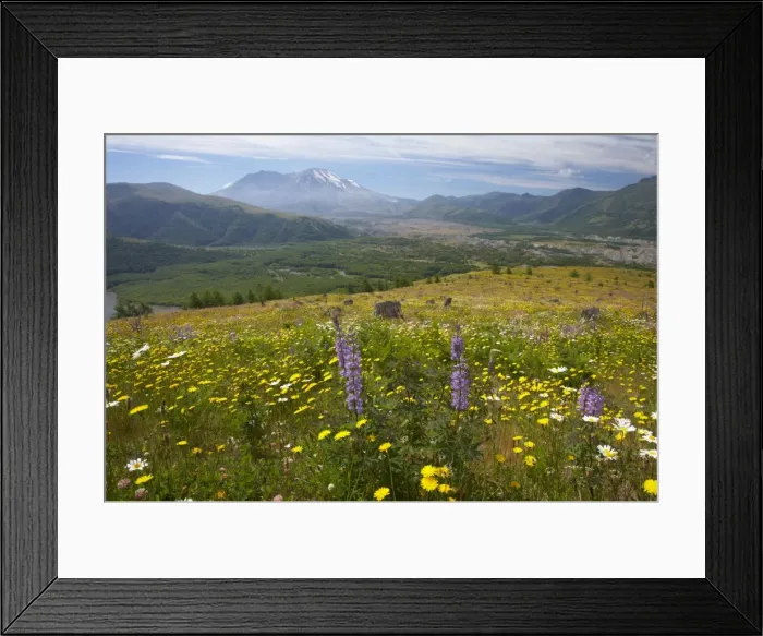 Framed Print : Flower Meadows at Coldwater Ridge with Mount St Helens Volcano in the background Mount St Helens National Monument Washington State, USA LA001265 Framed Print : Flower Meadows at Coldwater Ridge with Mount St Helens Volcano in the background Mount St Helens National Monument Washington State, USA LA001265