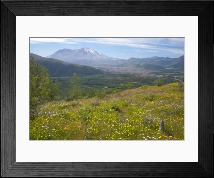 Framed Print : Flower Meadows on Coldwater Ridge with Mount St Helens Volcano in the background Mount St Helens National Monument Washington State, USA LA001225 Framed Print : Flower Meadows on Coldwater Ridge with Mount St Helens Volcano in the background Mount St Helens National Monument Washington State, USA LA001225