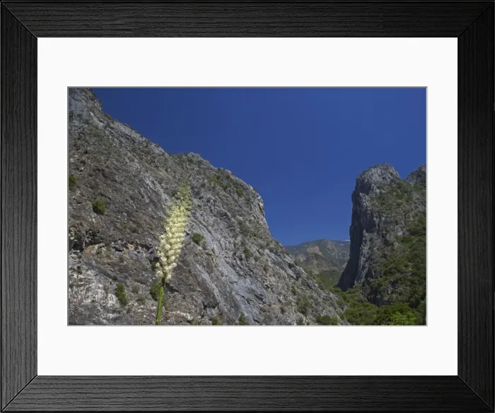 Framed Print : USA, Kings Canyon NP, California - Yucca in flower LA000582 Framed Print : USA, Kings Canyon NP, California - Yucca in flower LA000582