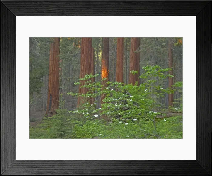 Framed Print : Giant Sequoia Sequoia NP, California, USA LA000650 Framed Print : Giant Sequoia Sequoia NP, California, USA LA000650
