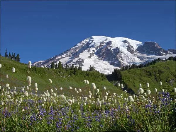 Mount Rainier and alpine meadows Paradise, Mount Rainier NP, Washington State, USA LA001299