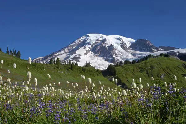 Mount Rainier and alpine meadows Paradise, Mount Rainier NP, Washington State, USA LA001299